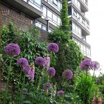 Guerilla gardens