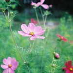 Matilda's garden