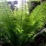 Real Gardens: Darren Graham’s Garden, Co. Fermanagh