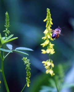 bee_by_clover