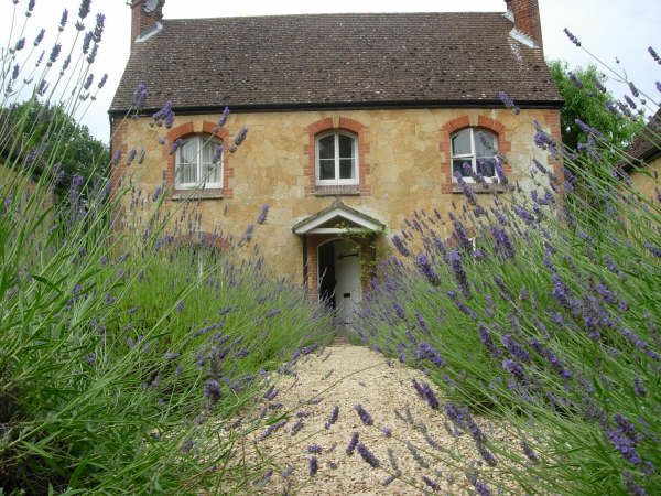lavender