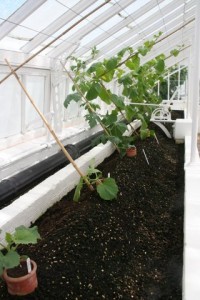 Growing cucurbits in one of the restored Victorian greenhouses