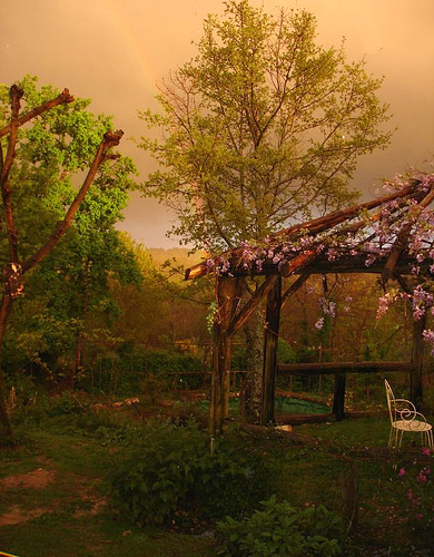 wisteria on the gloriette