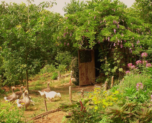 The geese are living lawnmowers