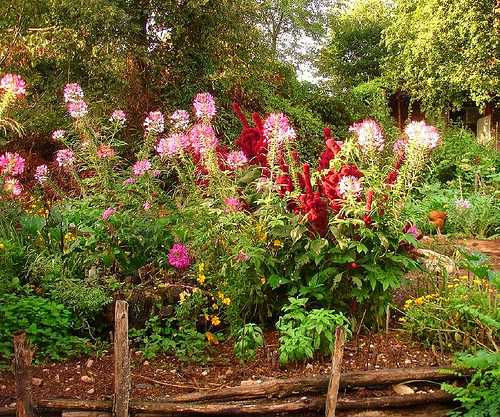 Cleome and amaranthus