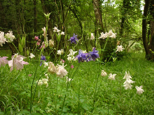 aquilegia growing wild in the woodlands