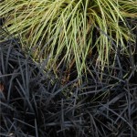 Image © Richard Todd. All rights reserved