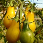 yellow-teardrop-tomatoes