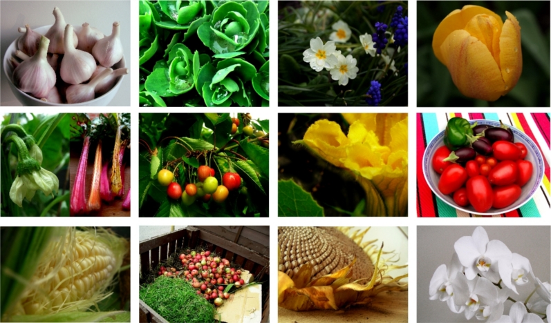 Click here to buy the Fennel and Fern 2010 Calendar