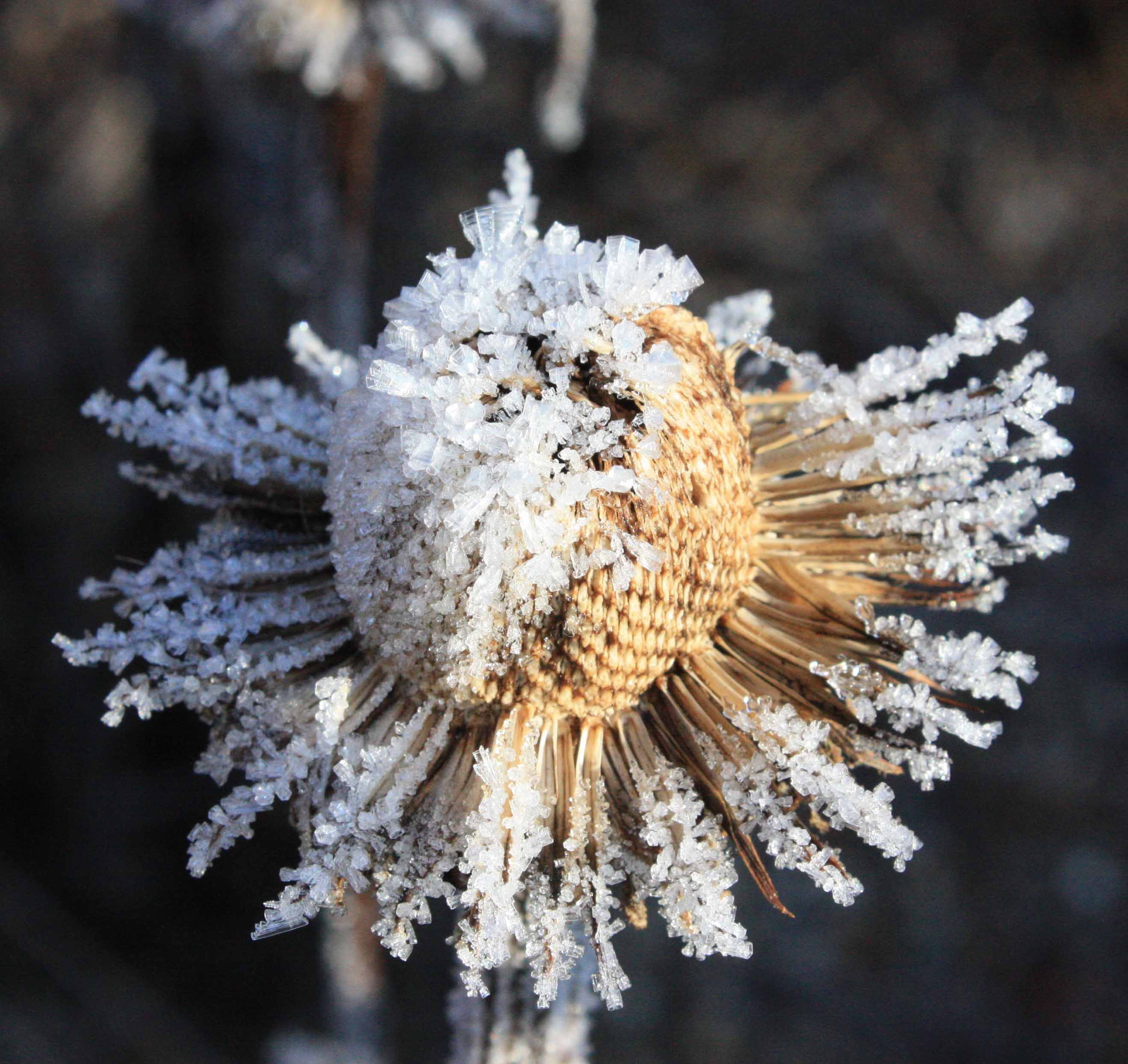 Echinacea in frost