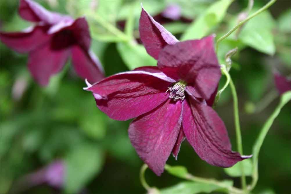 Clematis 'Black Prince'