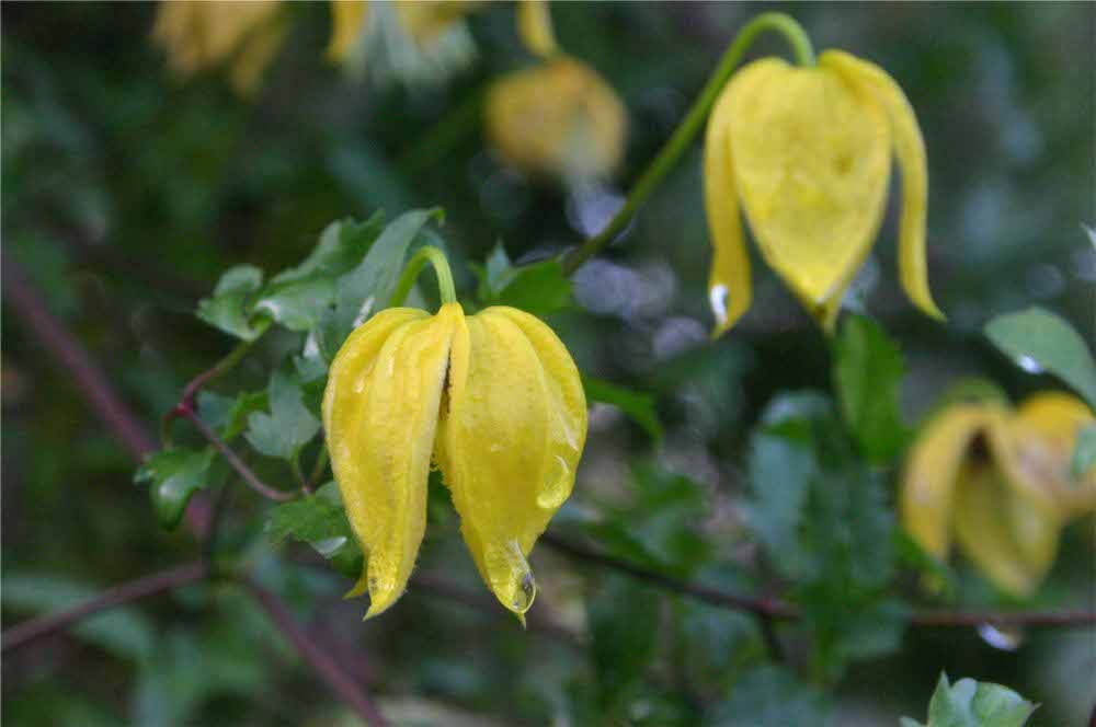 clematis-tangutica