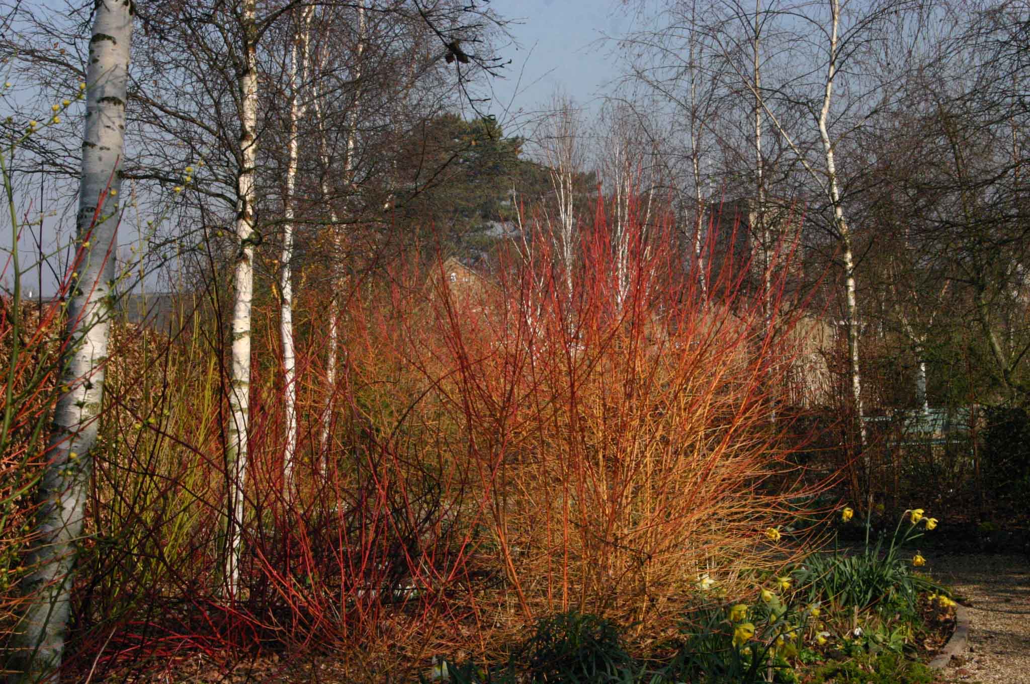 cornus-mid-winter-fire