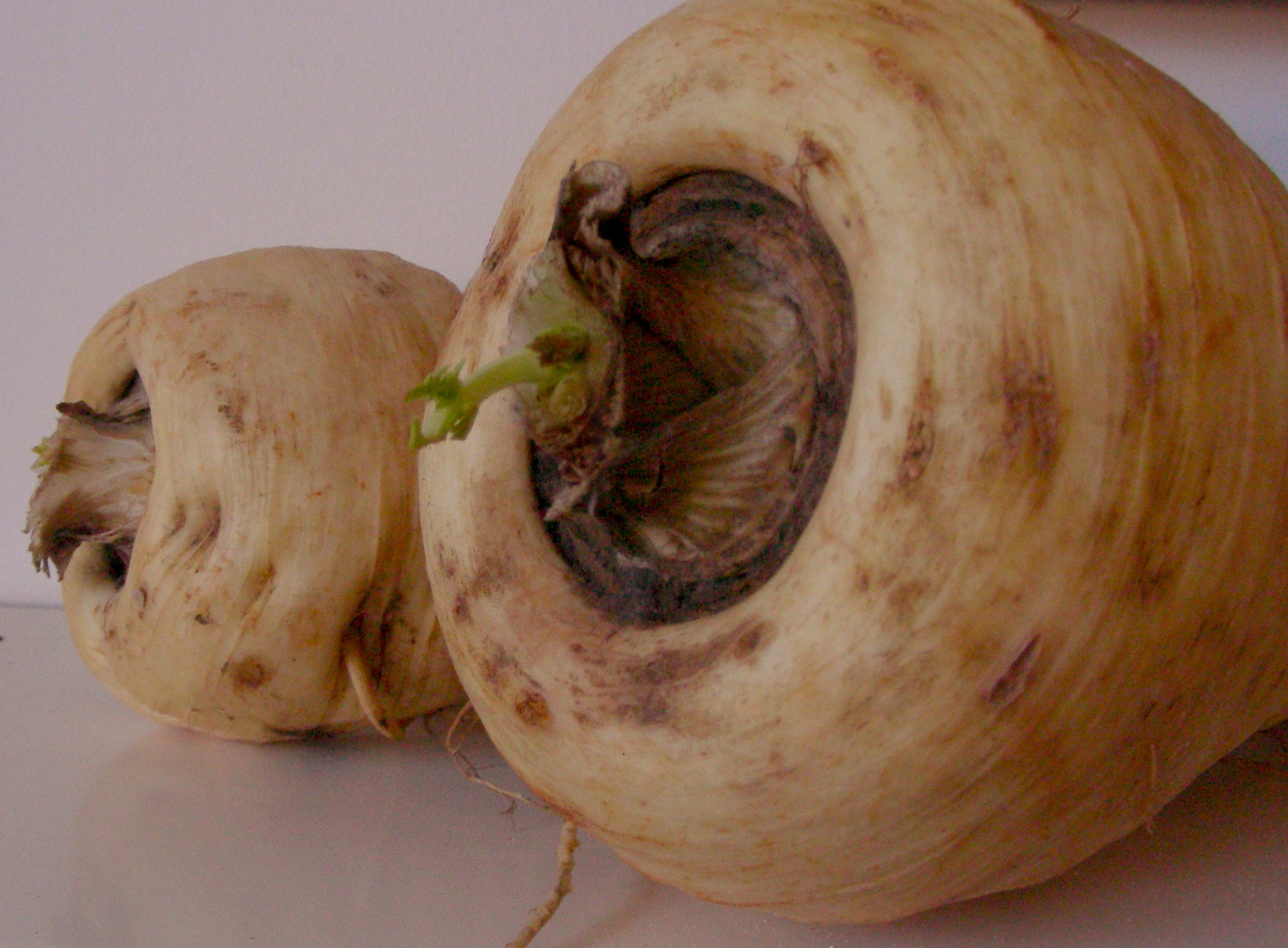 A big fat parsnip