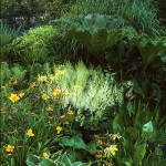 Image copyright Ian Smith, Acres Wild. All rights reserved.