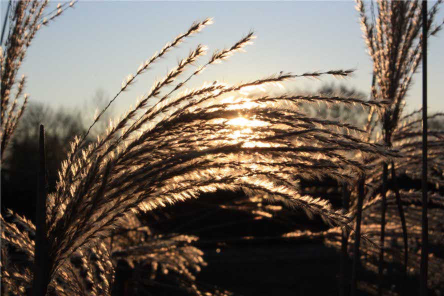 miscanthus-at-sunset