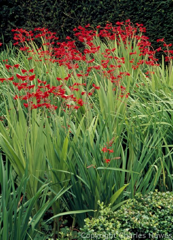 Crocosmia 'Lucifer' in small bed near Pool. Image copyright Charles Hawes.
