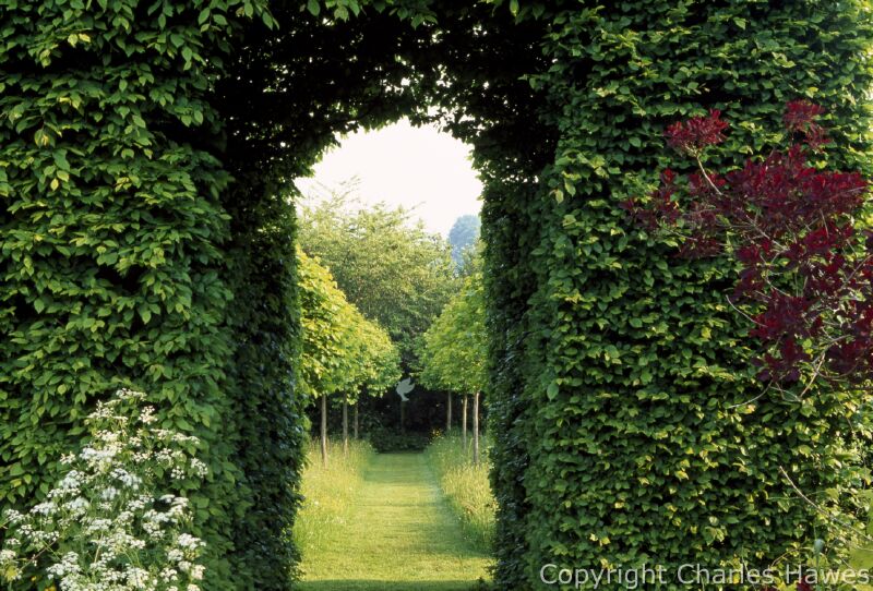 View into the Meadow and avenue of Corylus colurna through the Hornbeam Tunnel. Cotinus on right. Image copyright Charles Hawes. All rights reserved.