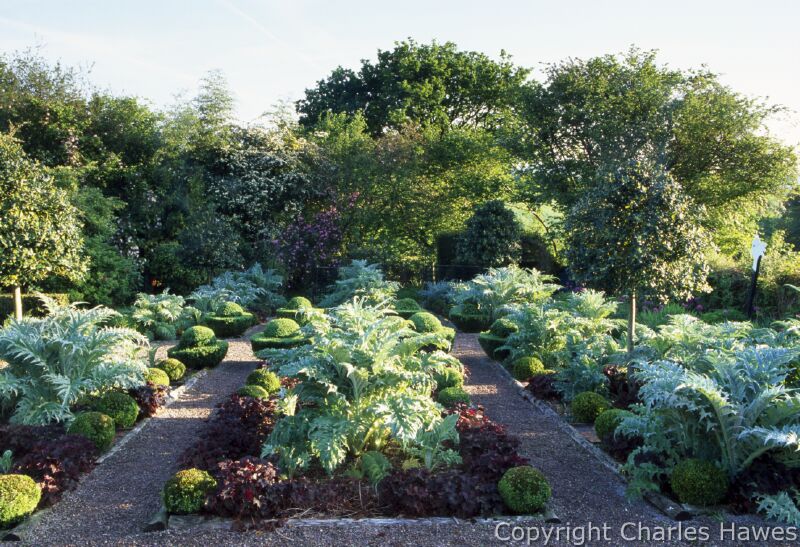 The Vegetable Garden Box topiary. Cynara cardunculus 'Florist Candy', Heuchera 'Palace Purple'. Ilex JC Van Tol Standard. Image copyright Charles Hawes. All rights reserved.