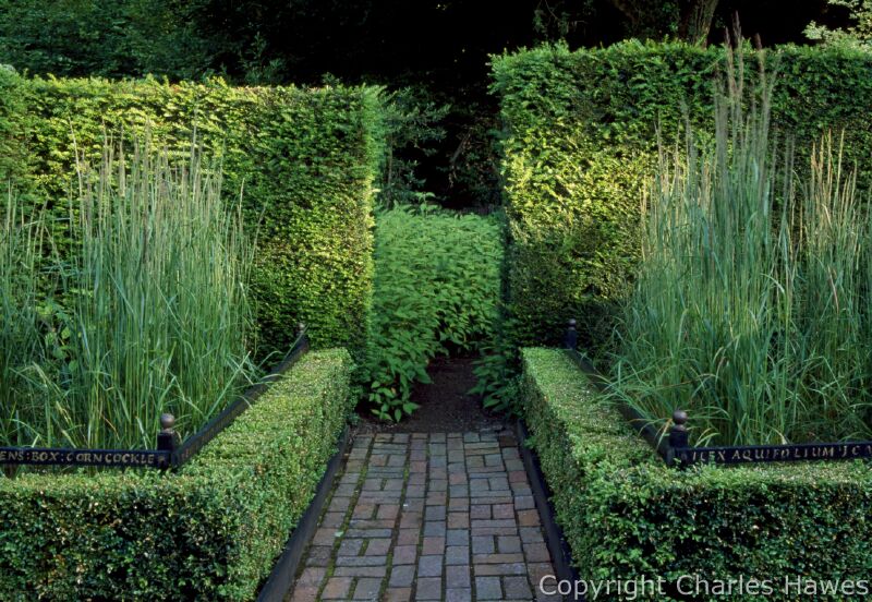 The Cornfield Garden, Clipped Box around beds. Calmagrostis acutiflora 'Overdam'. View into Addison Garden (Persicaria campanulata 'Album Group'). Image copyright Charles Hawes. All rights reserved.