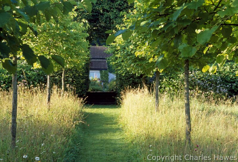 View up Elizabeth's walk in the Meadow. Standards of Corylus 'Columa' - Turkish Hazel. Image copyright Charles Hawes.