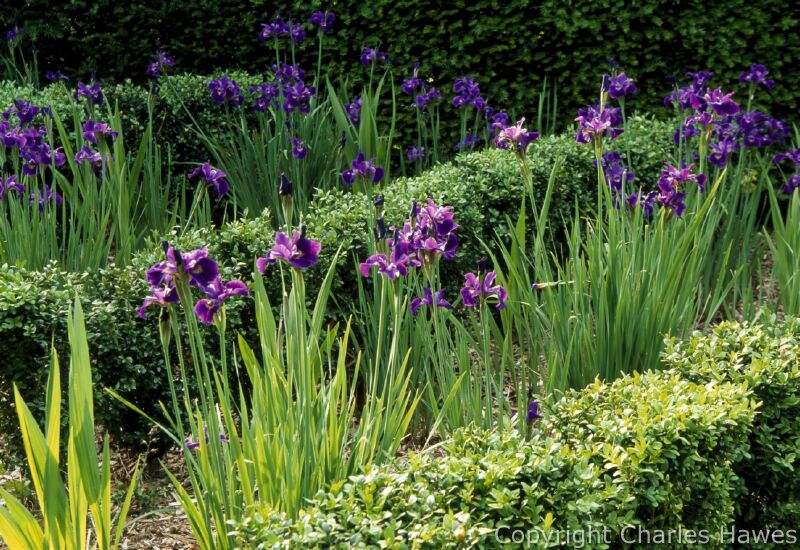 Iris sibririca 'Blue King' in The Wedge. Image copyright Charles Hawes. All rights reserved.
