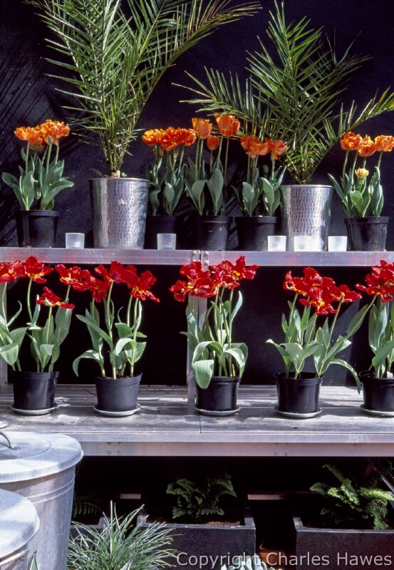 The Tulipa 'Rococco' and 'Princess Irene' and Phoenix dactylifera in metal pots on staging, Conservatory. Image copyright Charles Hawes. All rights reserved.