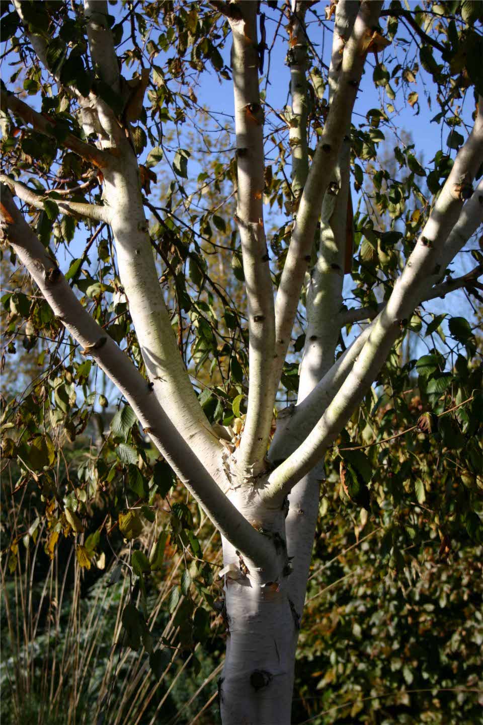 white-birch-impressionism