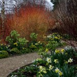 A winter garden
