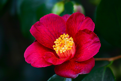 Image copyright Trebah Gardens. All rights reserved.