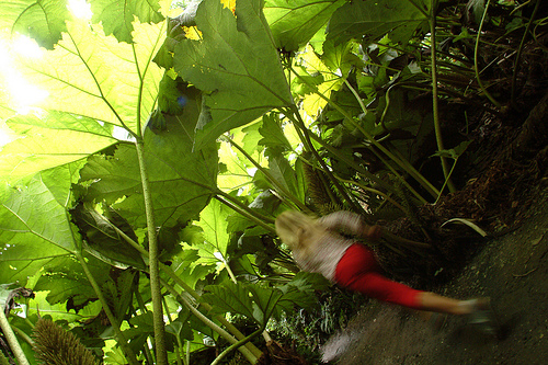 Image copyright Trebah Gardens. All rights reserved.