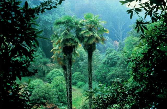 Chusan Palms. Image copyright Trebah Gardens. All rights reserved.