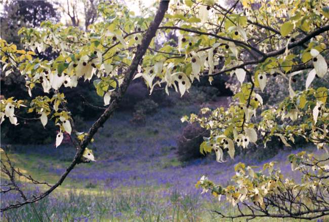 Davidia with bluebells. Image copyright Trebah Gardens. All rights reserved.