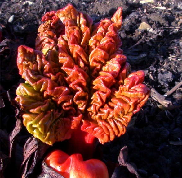 rhubarb emerging from its crown