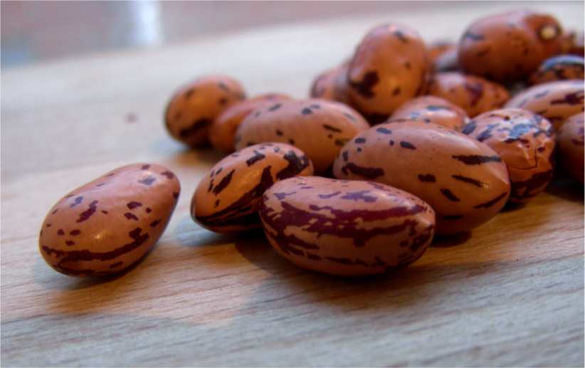Borlotti seeds