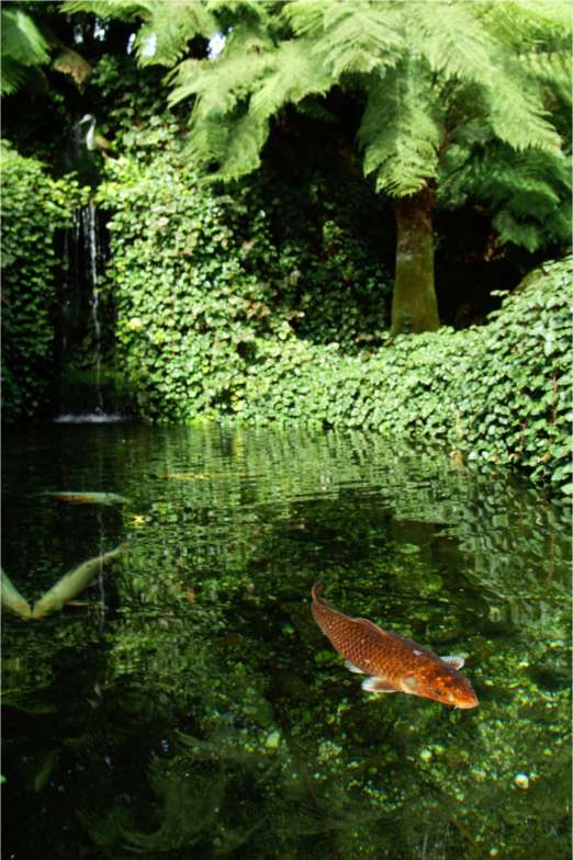 The Koi Pool. Image copyright Trebah Gardens. All rights reserved.