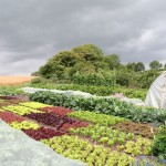 The no-dig garden
