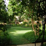 The oasis garden