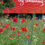 Urban meadow